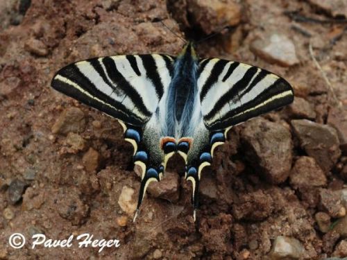 Iphiclides podalirius